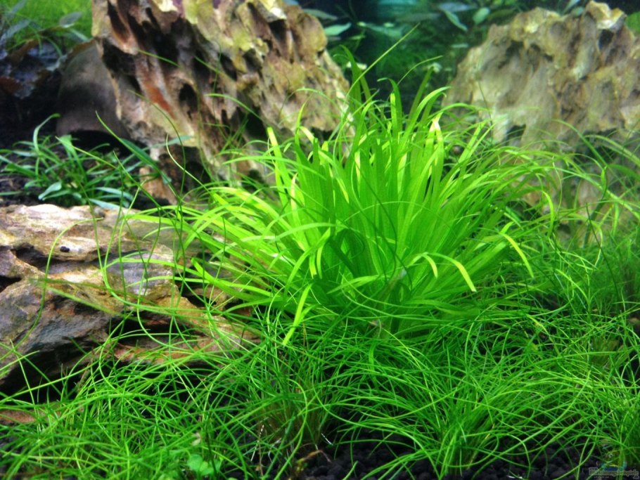 Бликса Японика