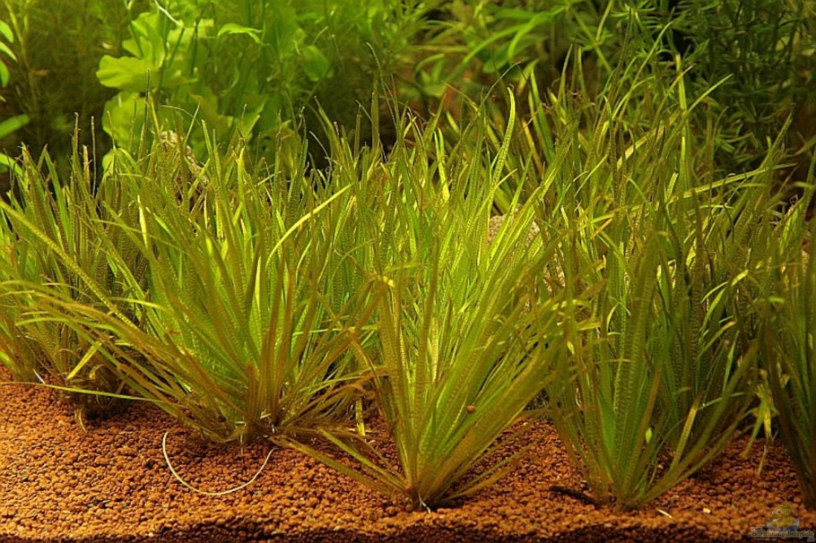 Бликса японская водоросль