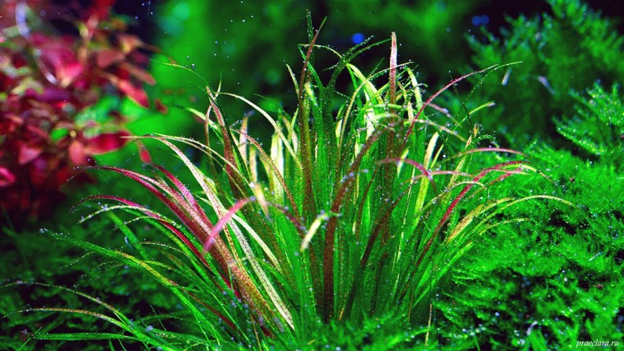 Бликса японская (пучок)