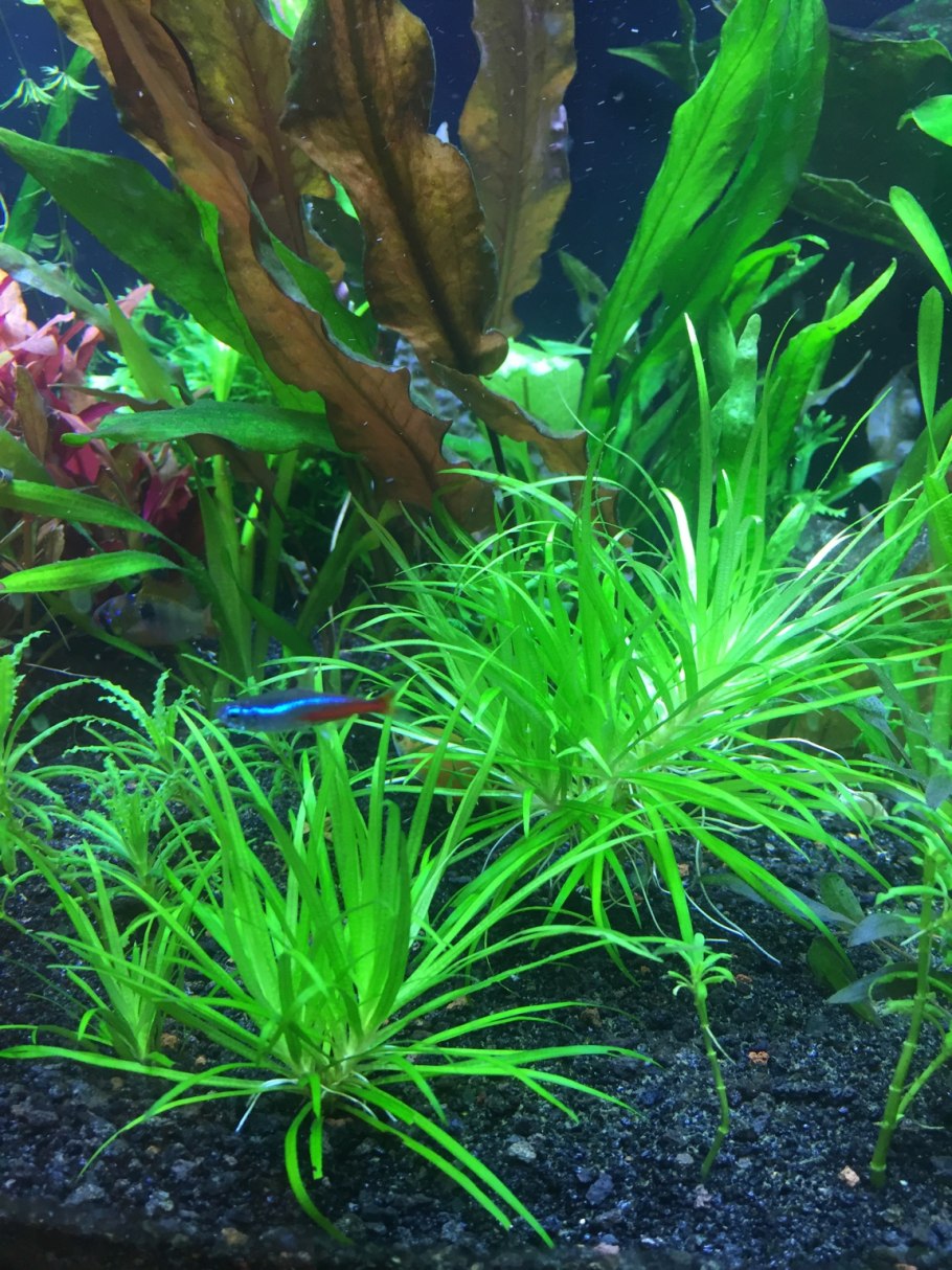 Бликса японская (куст)