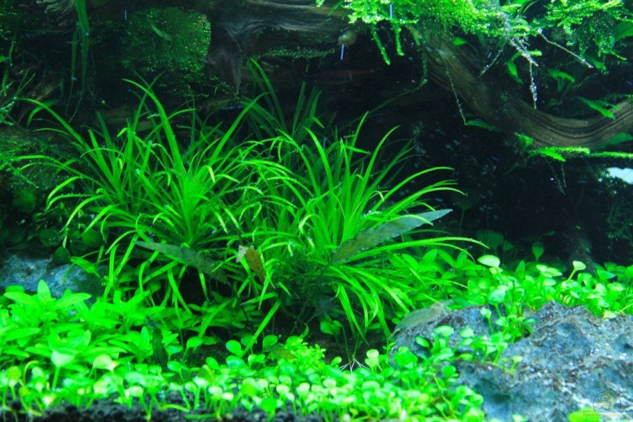 Бликса аквариумное растение
