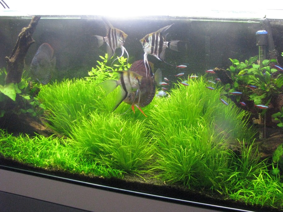 Бликса Японика аквариумное растение