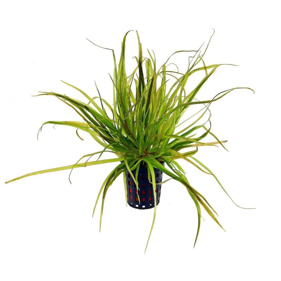 Бликса Баргельд в молодости