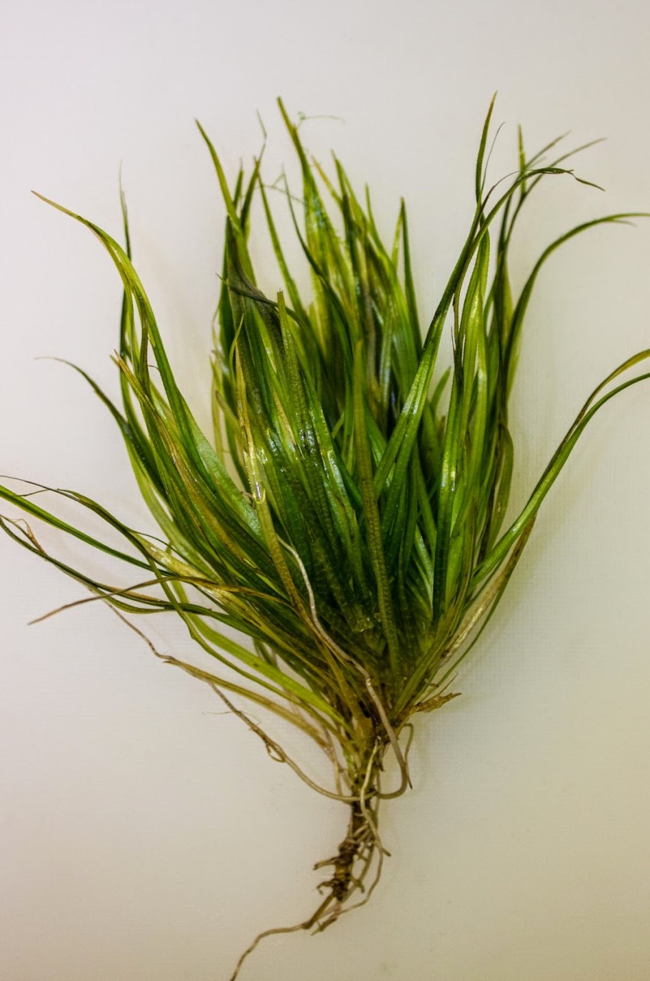 Бликса аквариумное растение