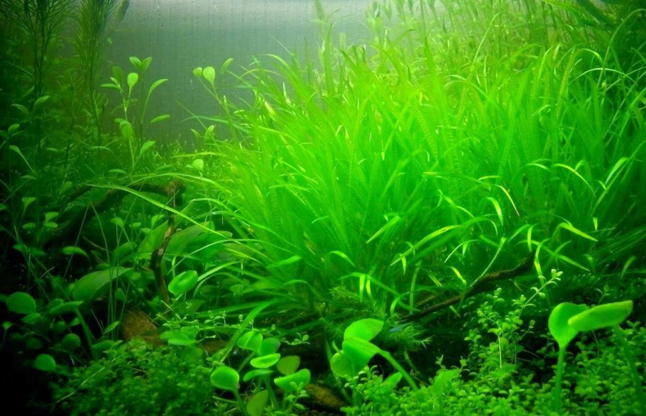 Бликса японская аквариумное растение