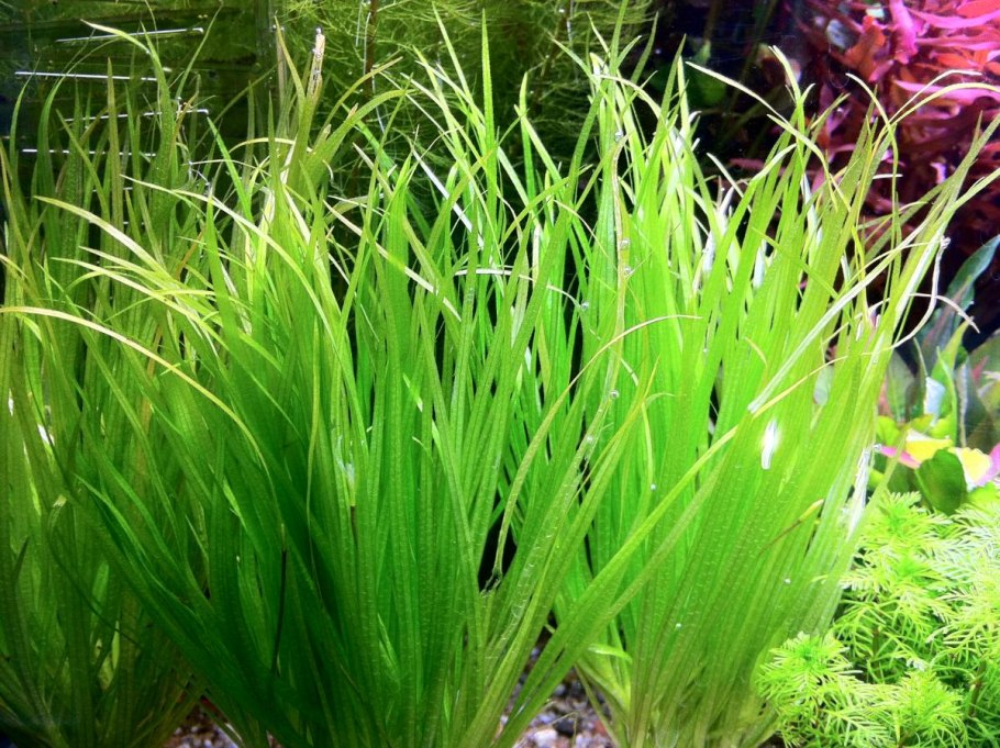 Бликса Японика