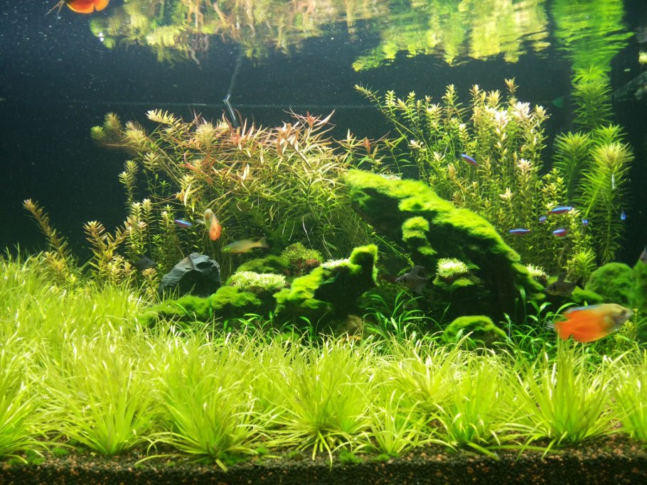 Бликса альтернифолия