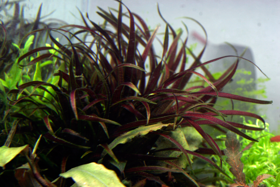 Бликса Японика