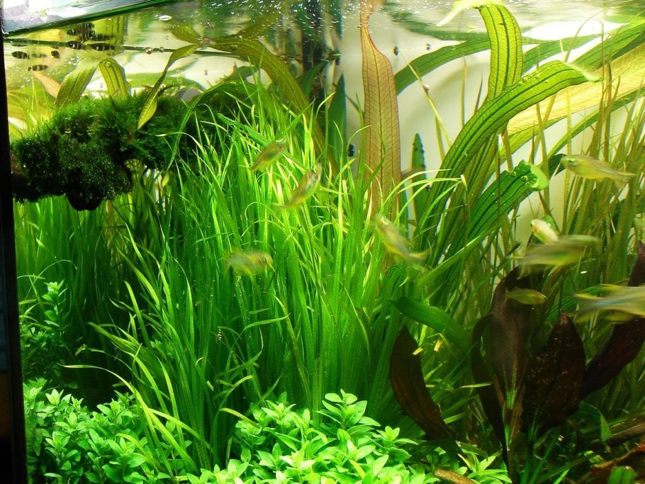 Бликса новогвинейская (Blyxa novoguineensis)