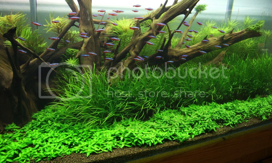 Бликса новогвинейская красная