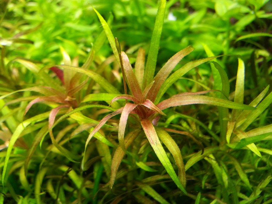 Бликса японская (Blyxa japonica)