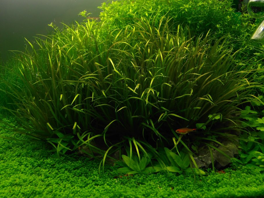 Бликса аквариумное растение
