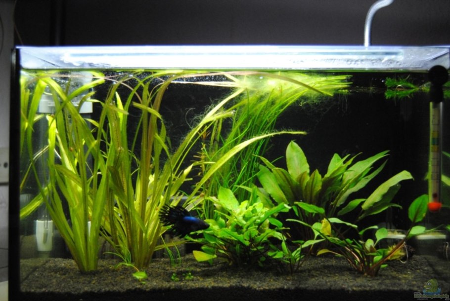 Сагиттария Бликса