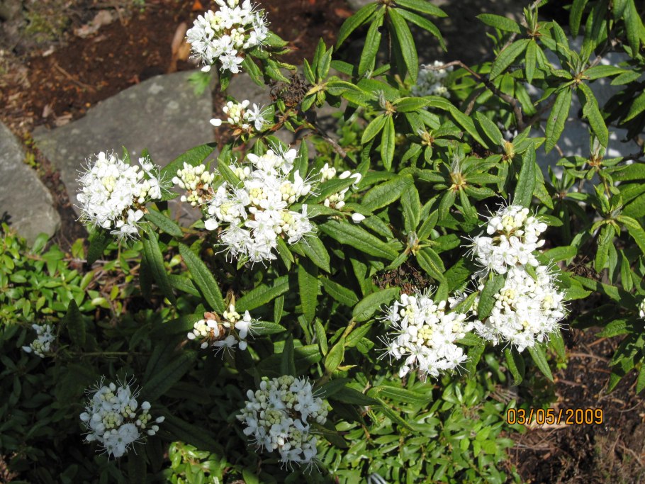 Багульник кустарник белый