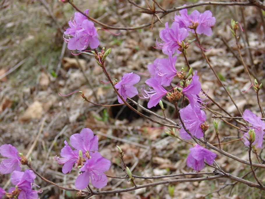 Багульник и подснежники