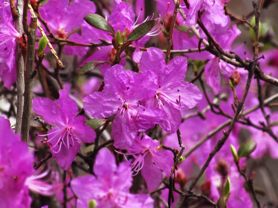 Рододендрон Дальневосточный
