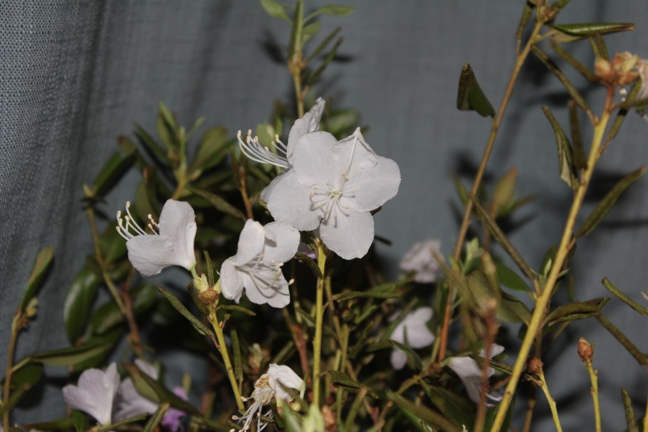 Рододендрон mucronulatum