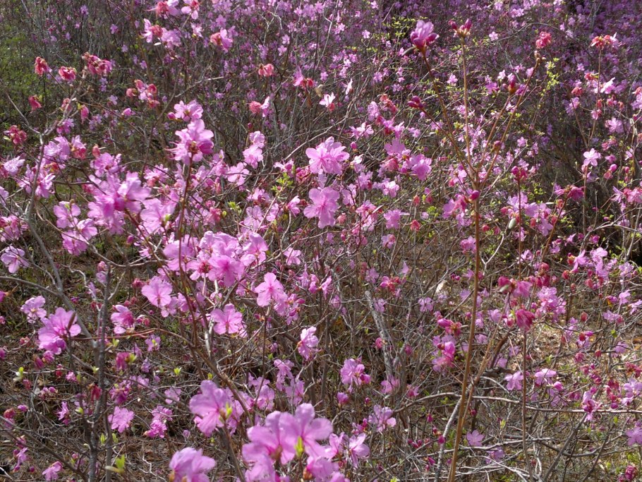 Багульник куст