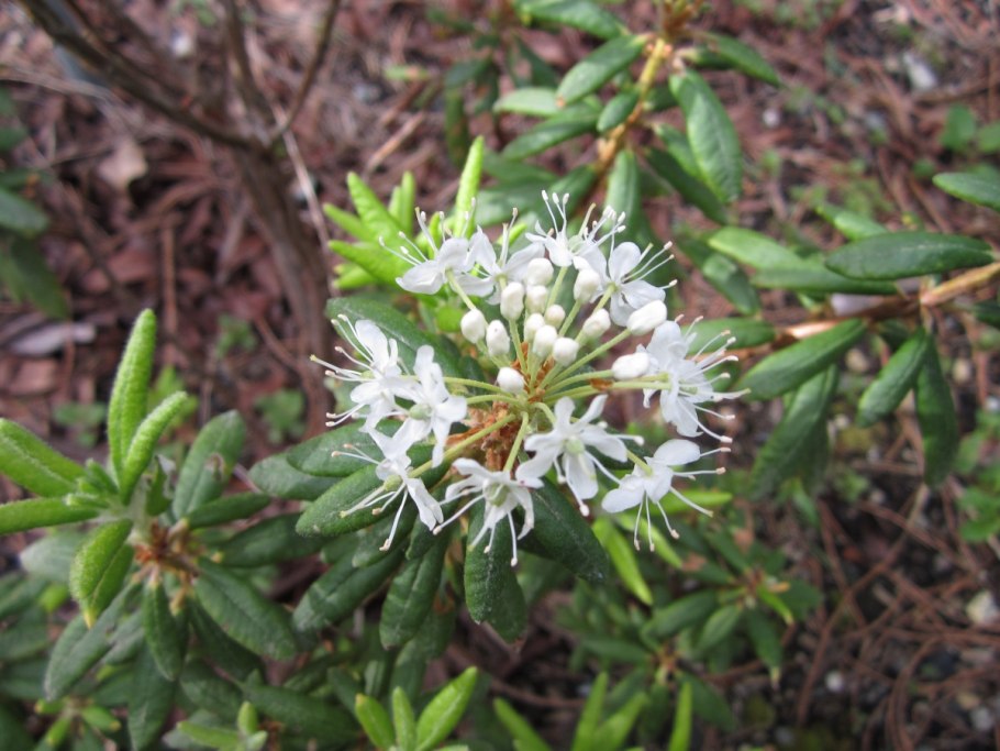 Багульник Сахалинский