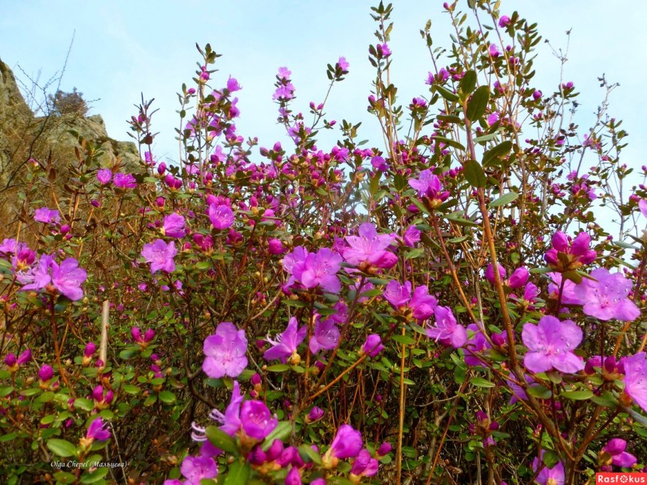 Багульник в Забайкалье