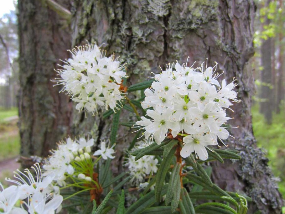 Чита Титовская сопка багульник