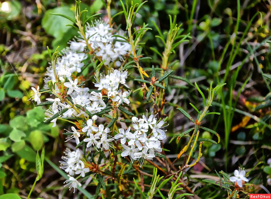 Багульник Сахалинский