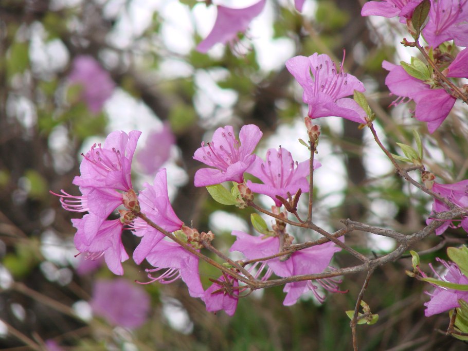 Багульник болотный Ledum palustre