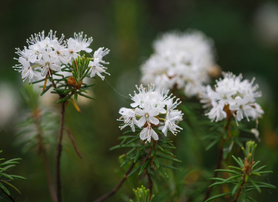 Багульник ползучий