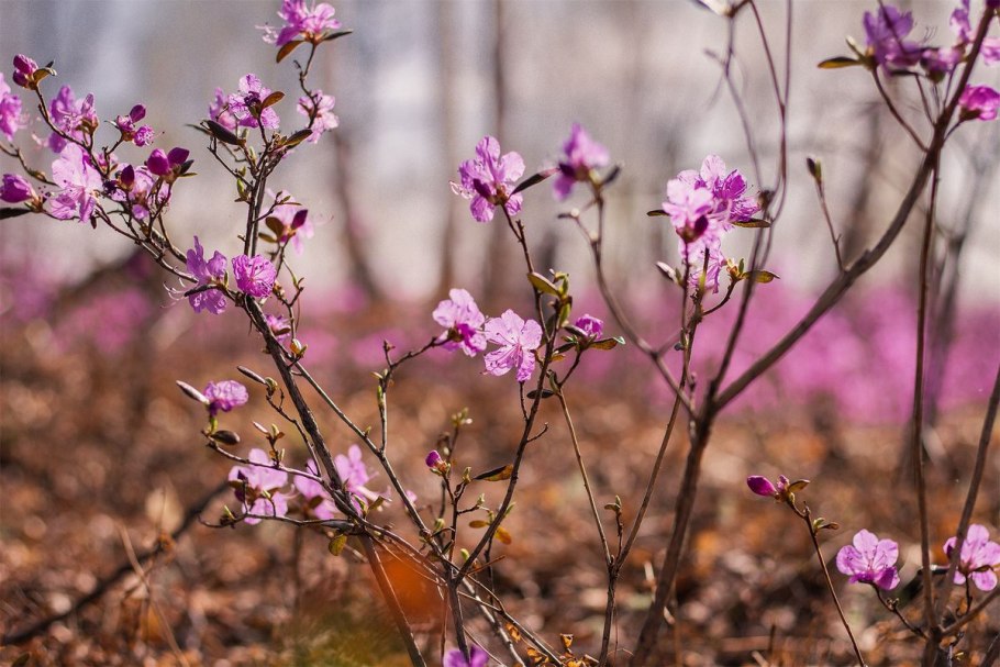Багульник болотный