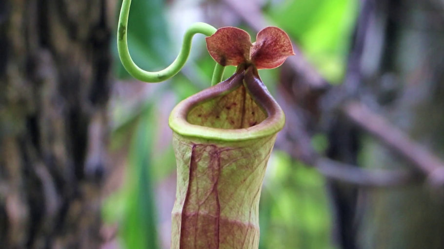 Непентес (Nepenthes)