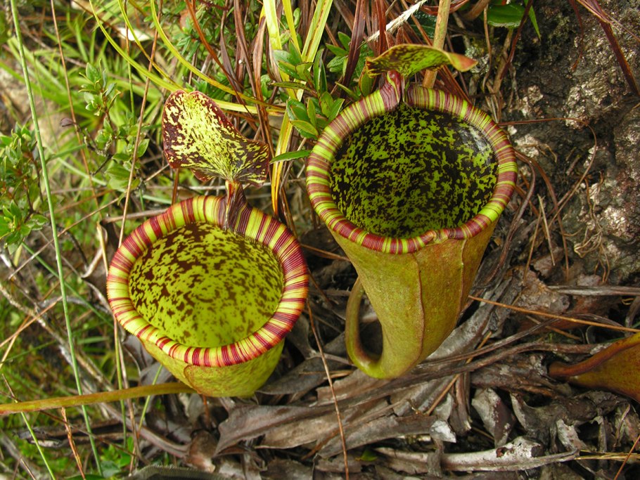 Непентес Аттенборо (Nepenthes attenboroughii) в горшке