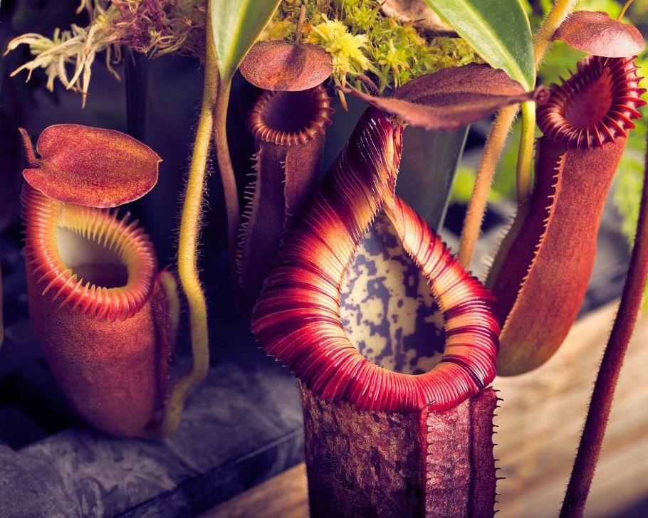 Непентес Аттенборо (Nepenthes attenboroughii)