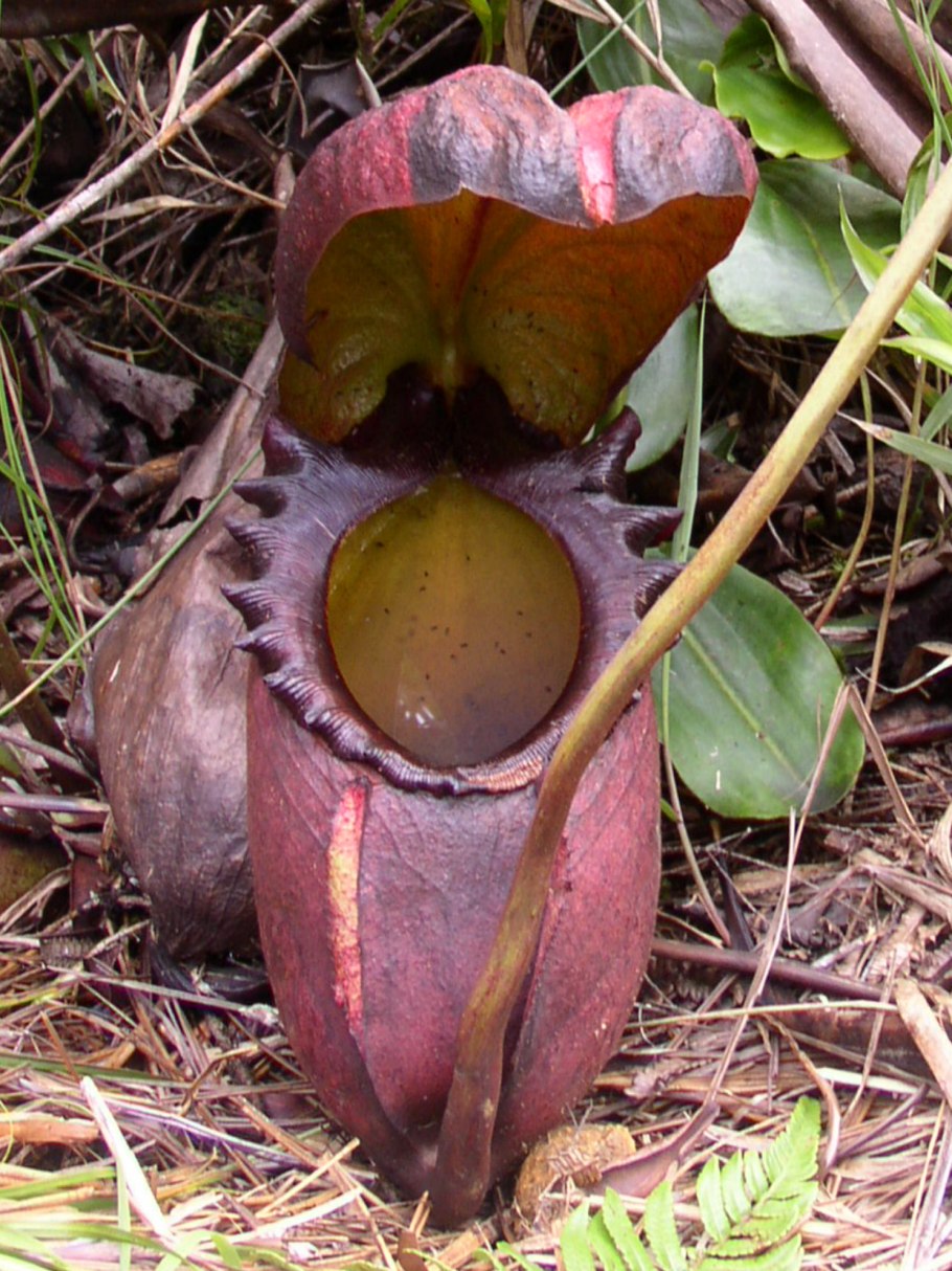 Непентес (кувшиночник) Nepenthes