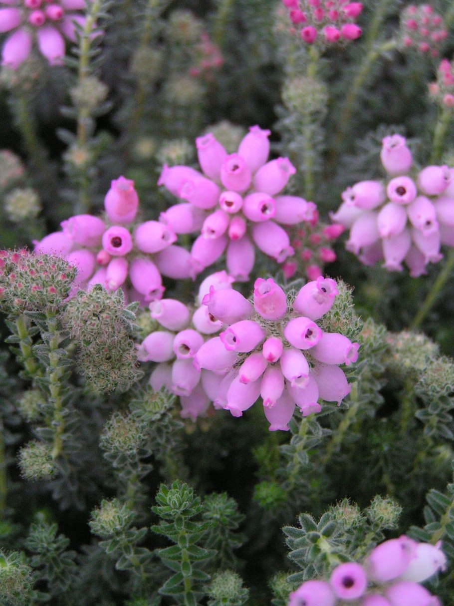 Эрика ирландский