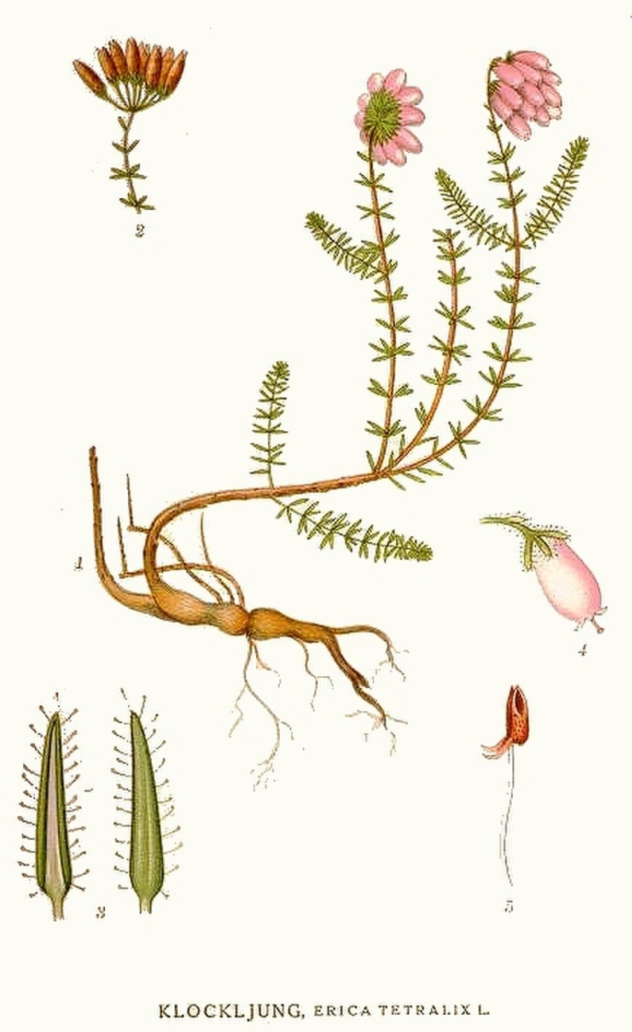 Полифилия растений