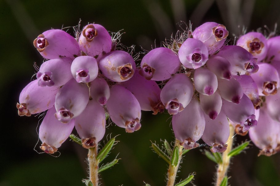 Эрика Альба