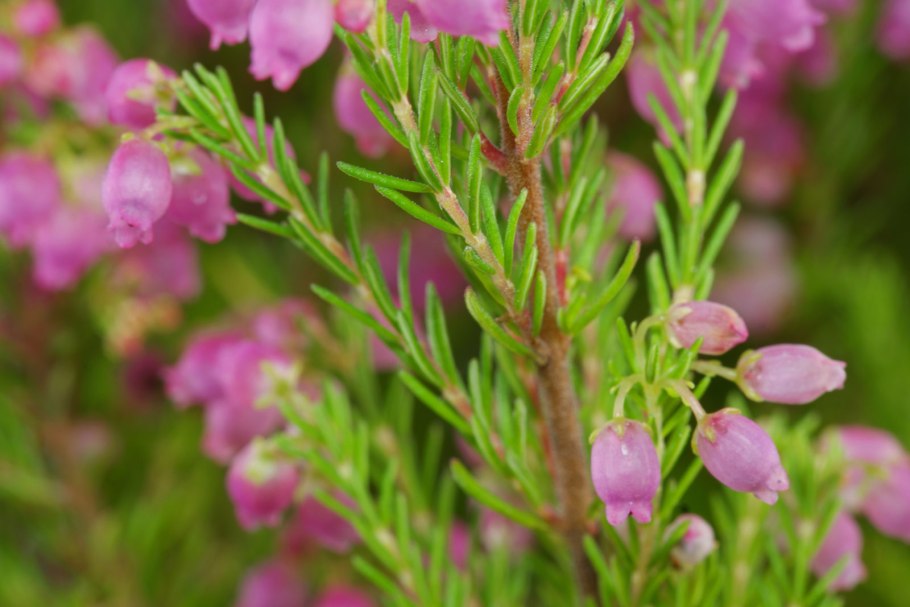 Erica tetralix где растет