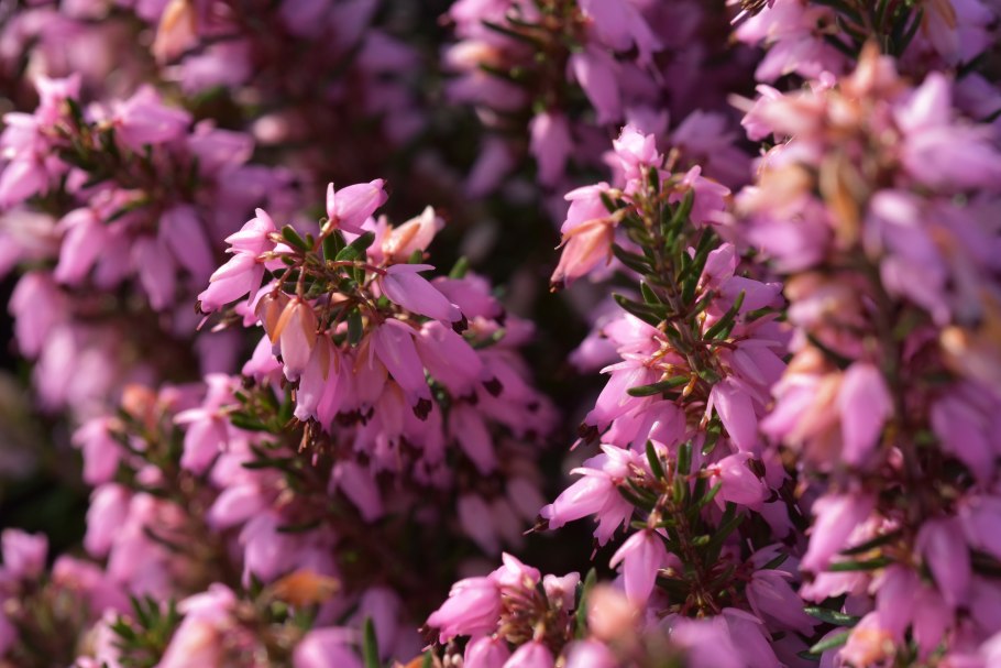 Erica tetralix где растет