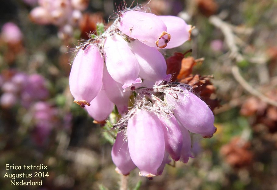 Эрика четырехмерная Erica tetralix