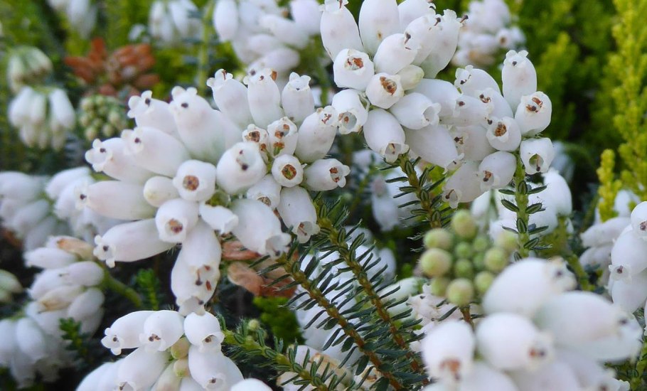 Вереск Эрика Грацилис