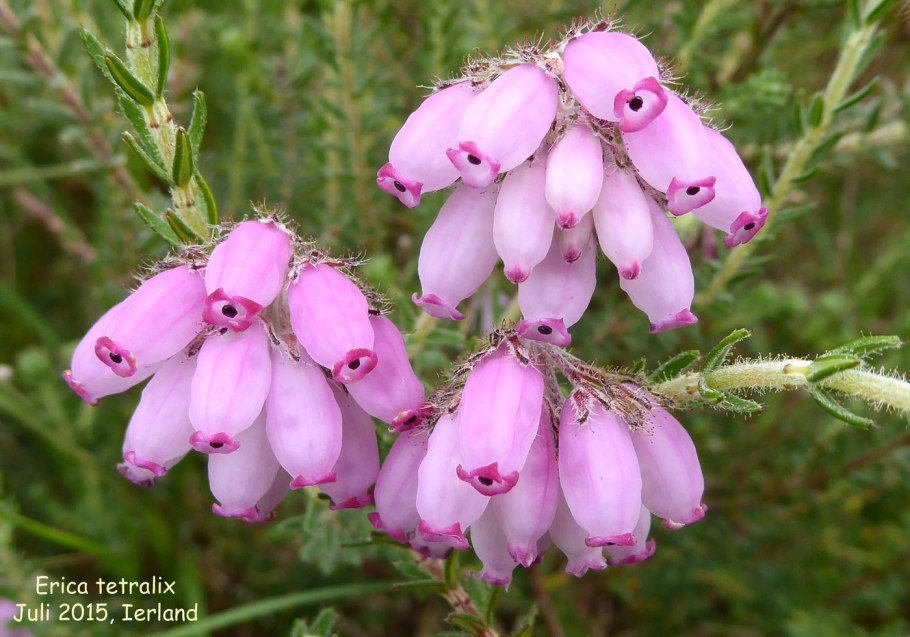 Эрика крестолистная