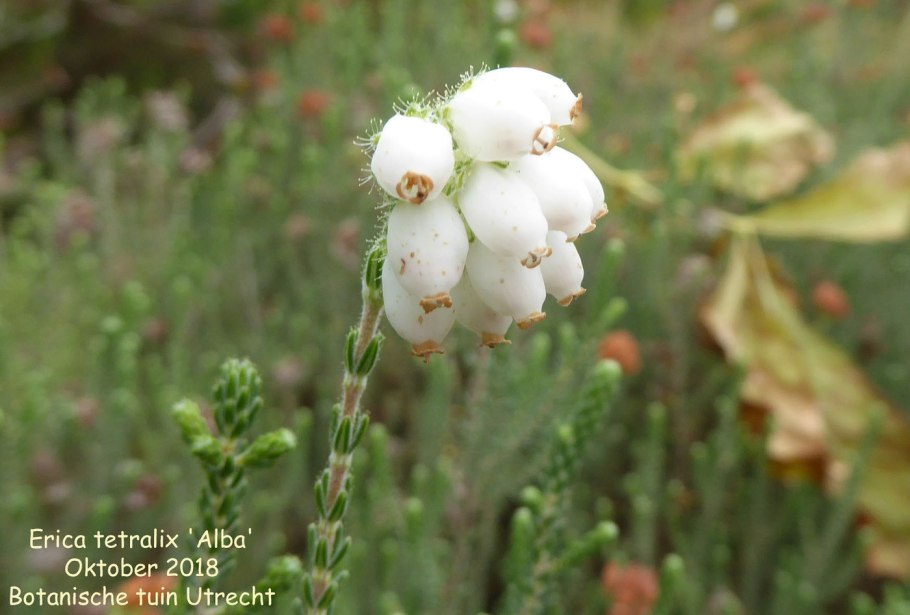 Эрика крестолистная