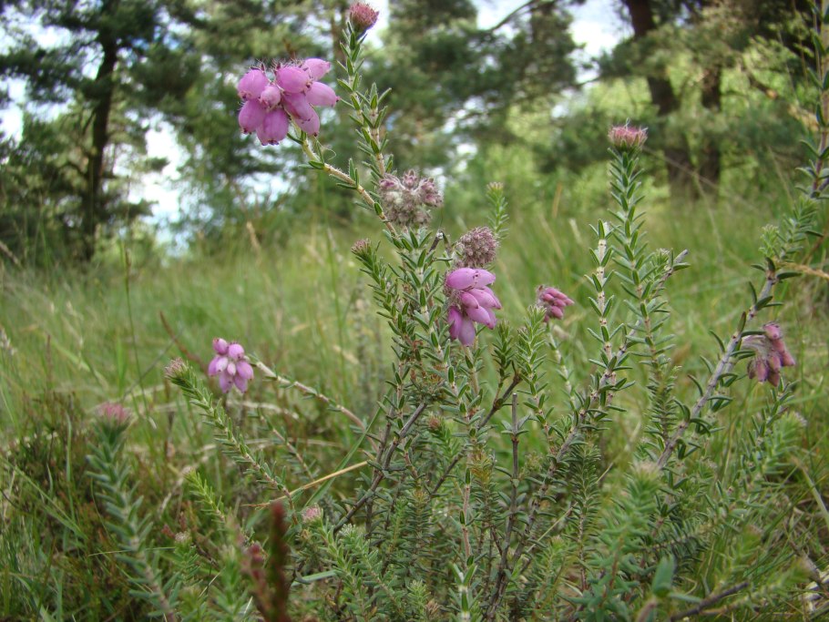 Эрика крестолистная