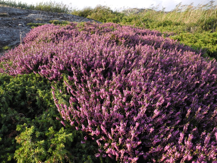 Эрика carnea Winterfreude