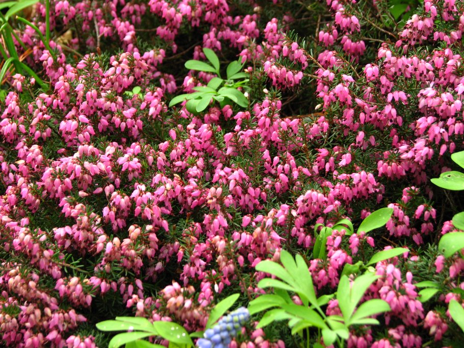 Эрика растение Ботаническая иллюстрация