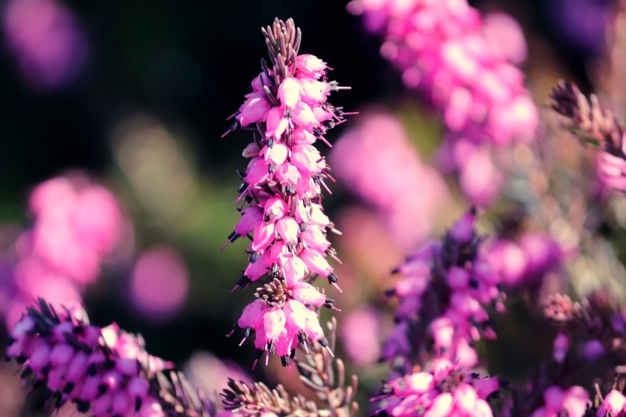 Northern Atlantic wet Heaths with Erica tetralix