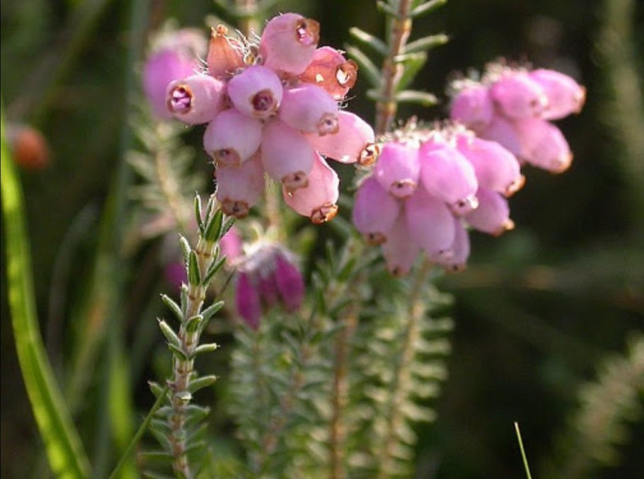 Эрика крестолистная