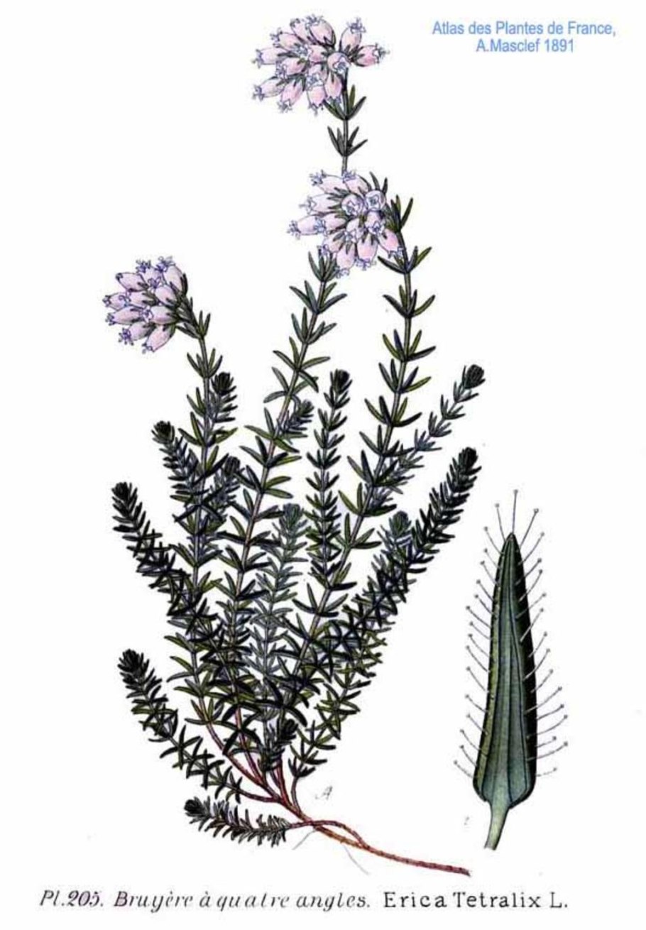 Эрика крестолистная