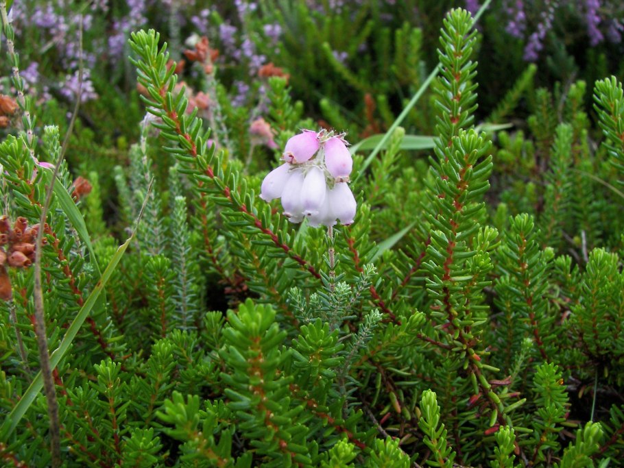 Вереск Эрика Грацилис