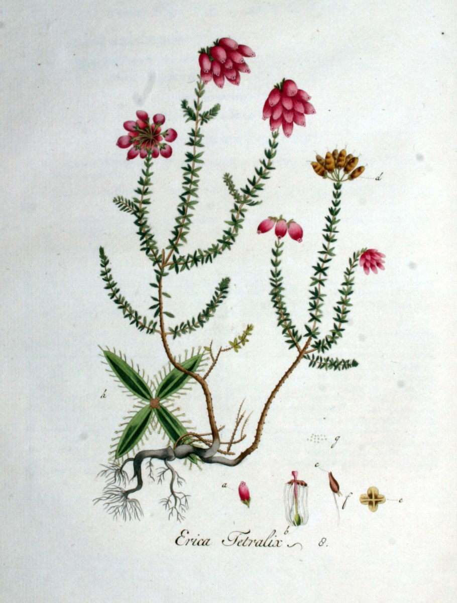 Вереск обыкновенный ботаника